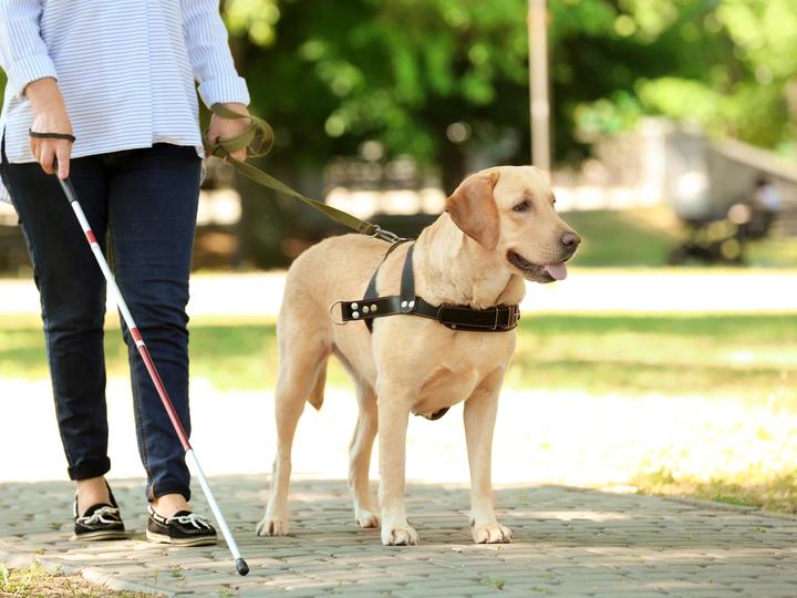 A blind/low-vision person is walking their dog. The individual walks with a can in one hand and the dog leash in the other. The dog is tan, and the person is wearing blue jeans and a white and blue long-sleeve shirt. 
