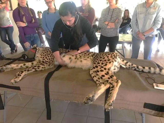 Dr. Reece working on a cheetah on a table 